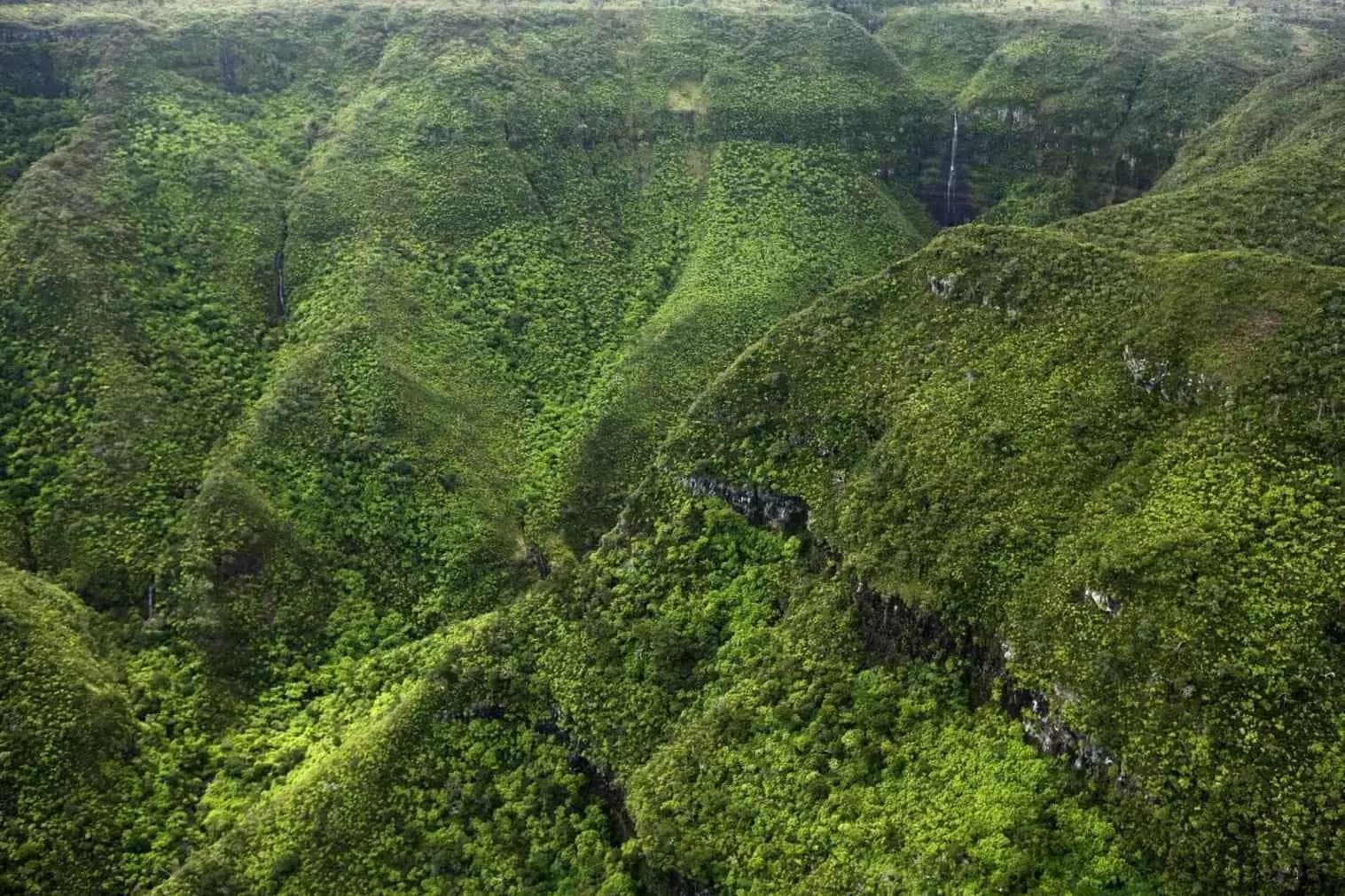 Black River Gorges National Park